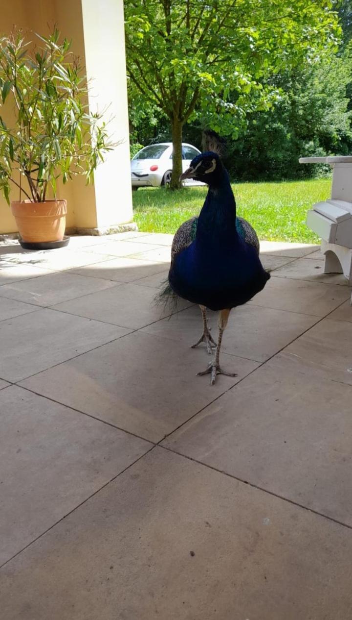 Schloss Tressow Bobitz Exterior photo